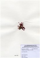 藏品(北方赤盾藻)的圖片